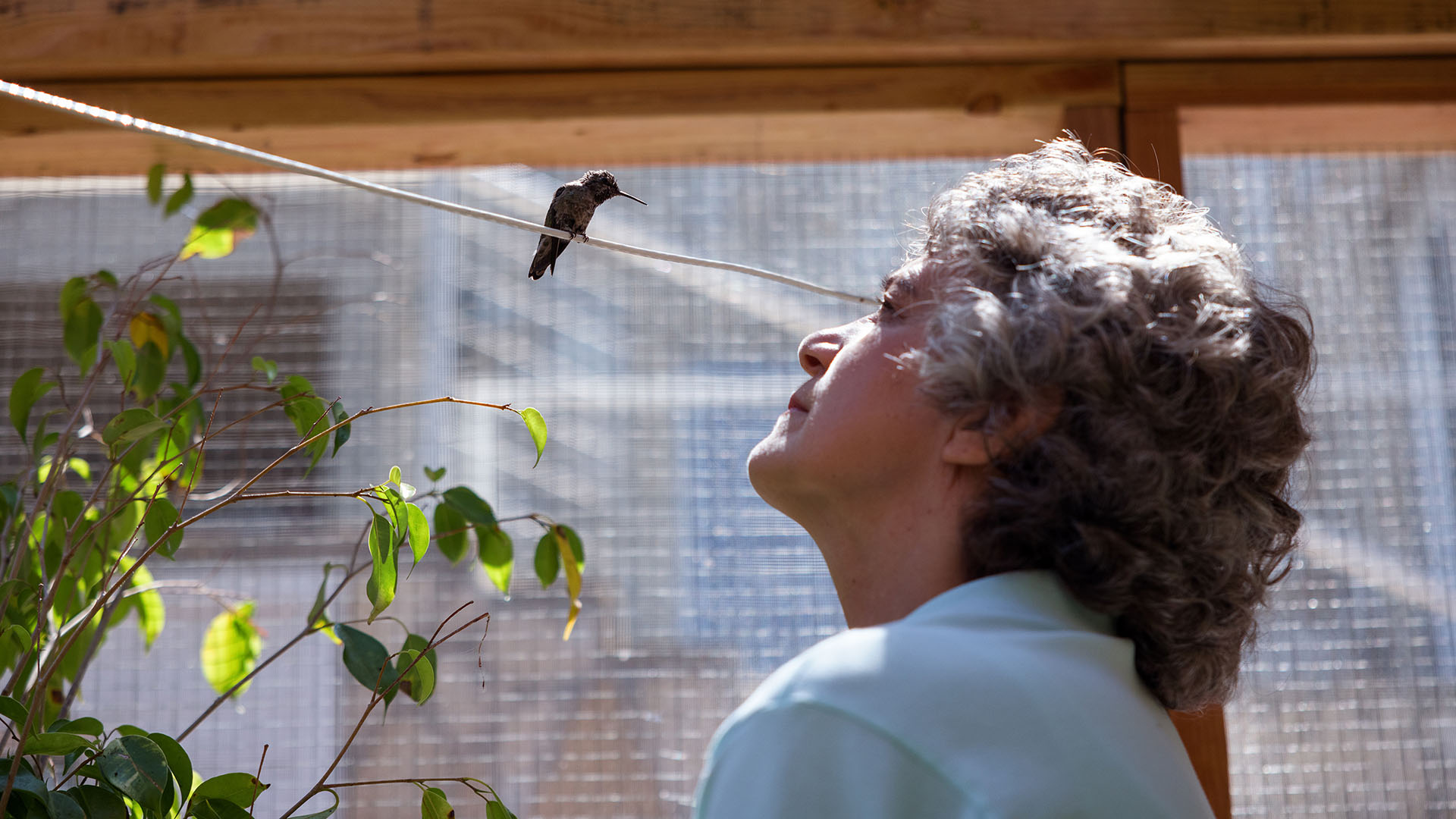 Image of Watch: Sally Aitken’s 'Every Little Thing' Heals More Than Just Hummingbirds article